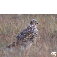 گونه سنقر تالابی شرقی Eastern Marsh Harrier